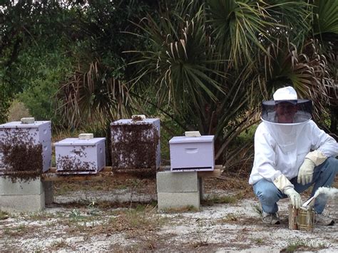 Apiary near me - From I-75: Exit 161 – N Jones Loop Rd. Continue on N Jones Loop Rd/Burnt Store Road N for approx 20 minutes (11.1 miles). Turn RIGHT on Durden Pkwy. At the end of Durden Pkwy (1.0 miles), turn LEFT on Old Burnt Store Road N. Farm is 0.4 miles on the RIGHT. Click here to get Door to Door Directions. Click to CALL US as your APIARY NEAR ME in ...